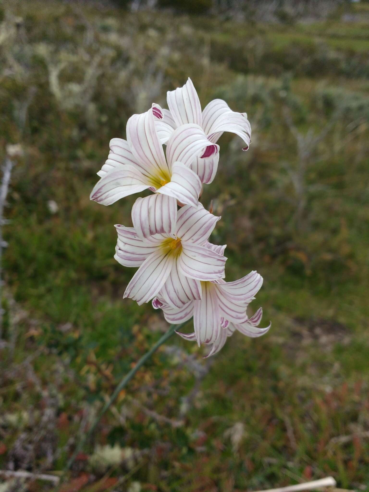 Image de Olsynium biflorum (Thunb.) Goldblatt