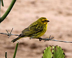 Image of White-bellied Canary