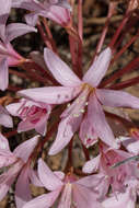 Image of candelabra lily