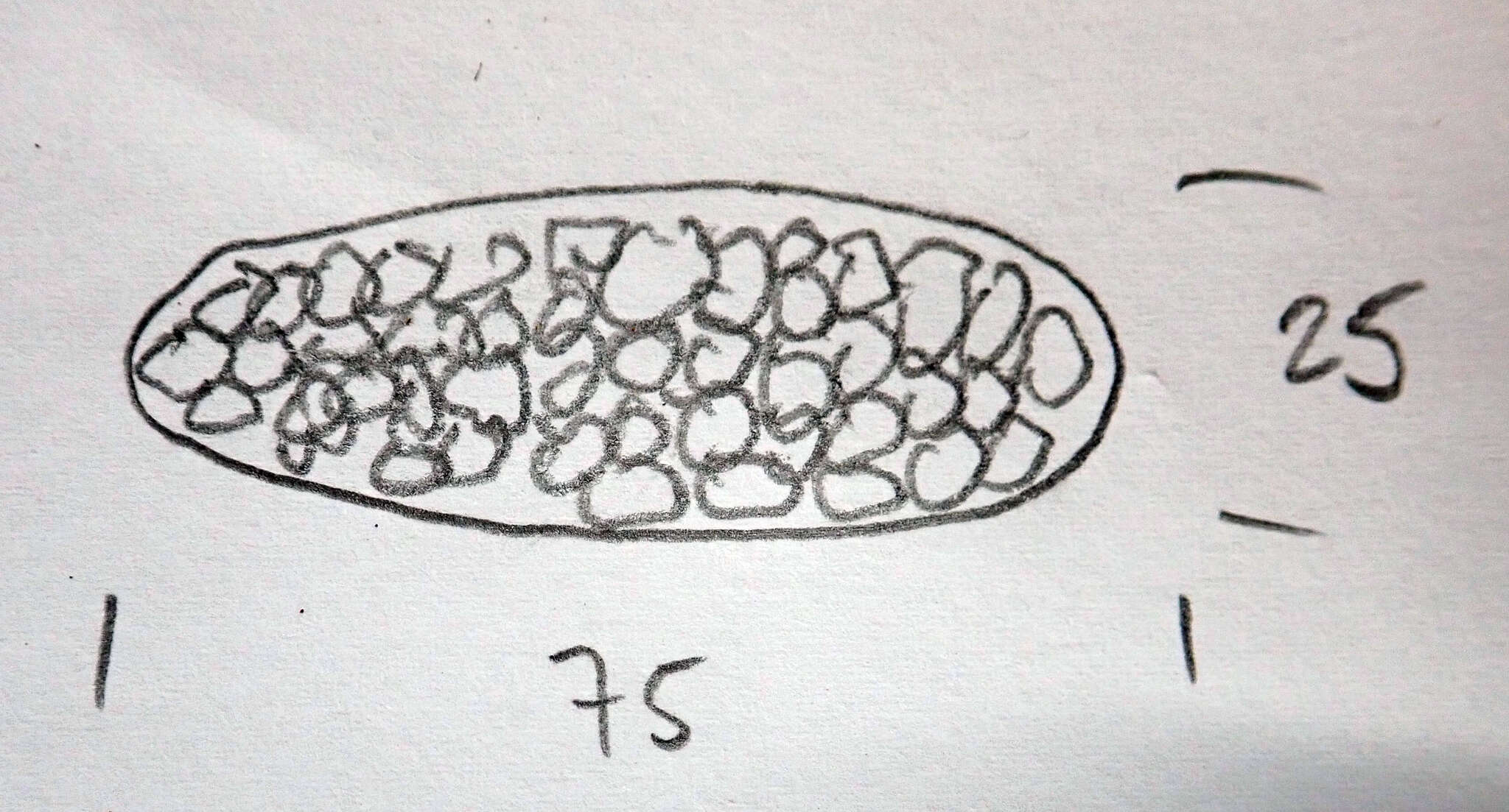 Image de Pyrenula pyrenuloides (Mont.) R. C. Harris
