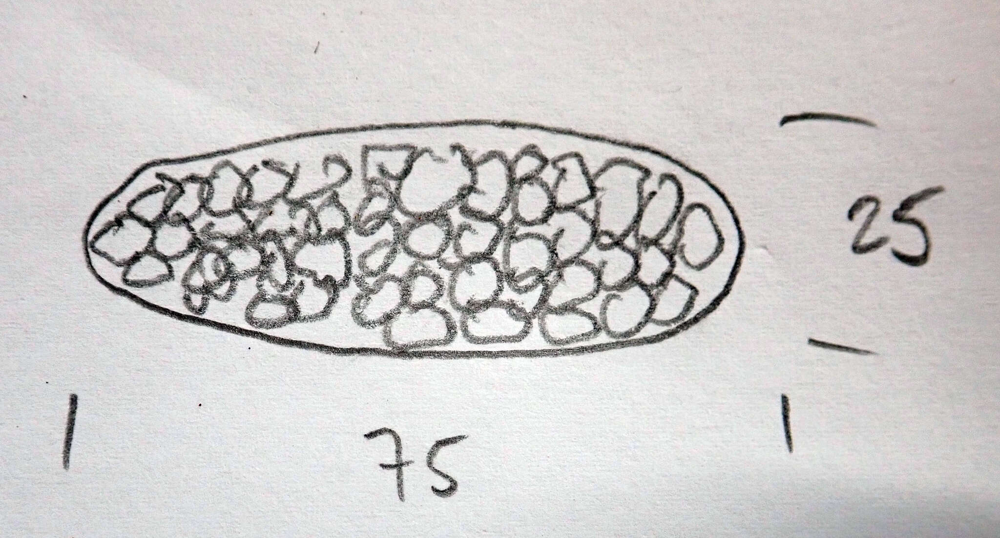 Image of wart lichen