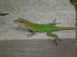 Image of Leach's Anole