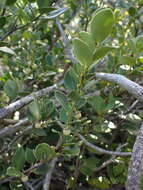 Image de Robsonodendron maritimum (Bolus) R. H. Archer