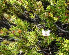 Image of Lemon Boronia