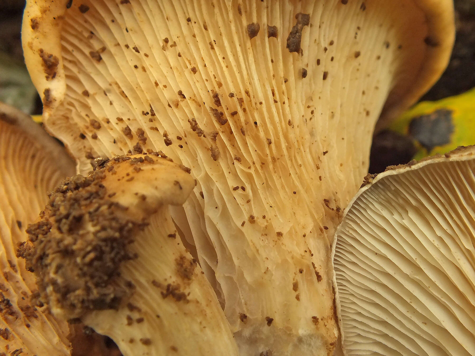 Imagem de Pleurotus cornucopiae (Paulet) Rolland 1910