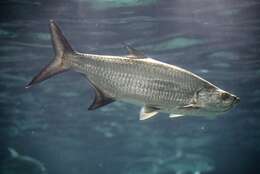 Слика од Megalopidae