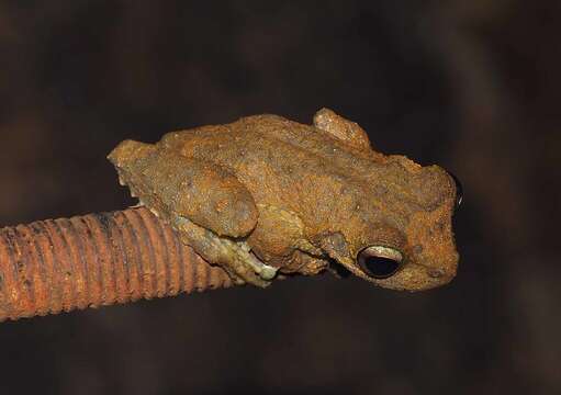 Image of Green-eyed treefrog