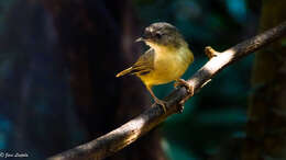 Image of Brown-cheeked Fulvetta