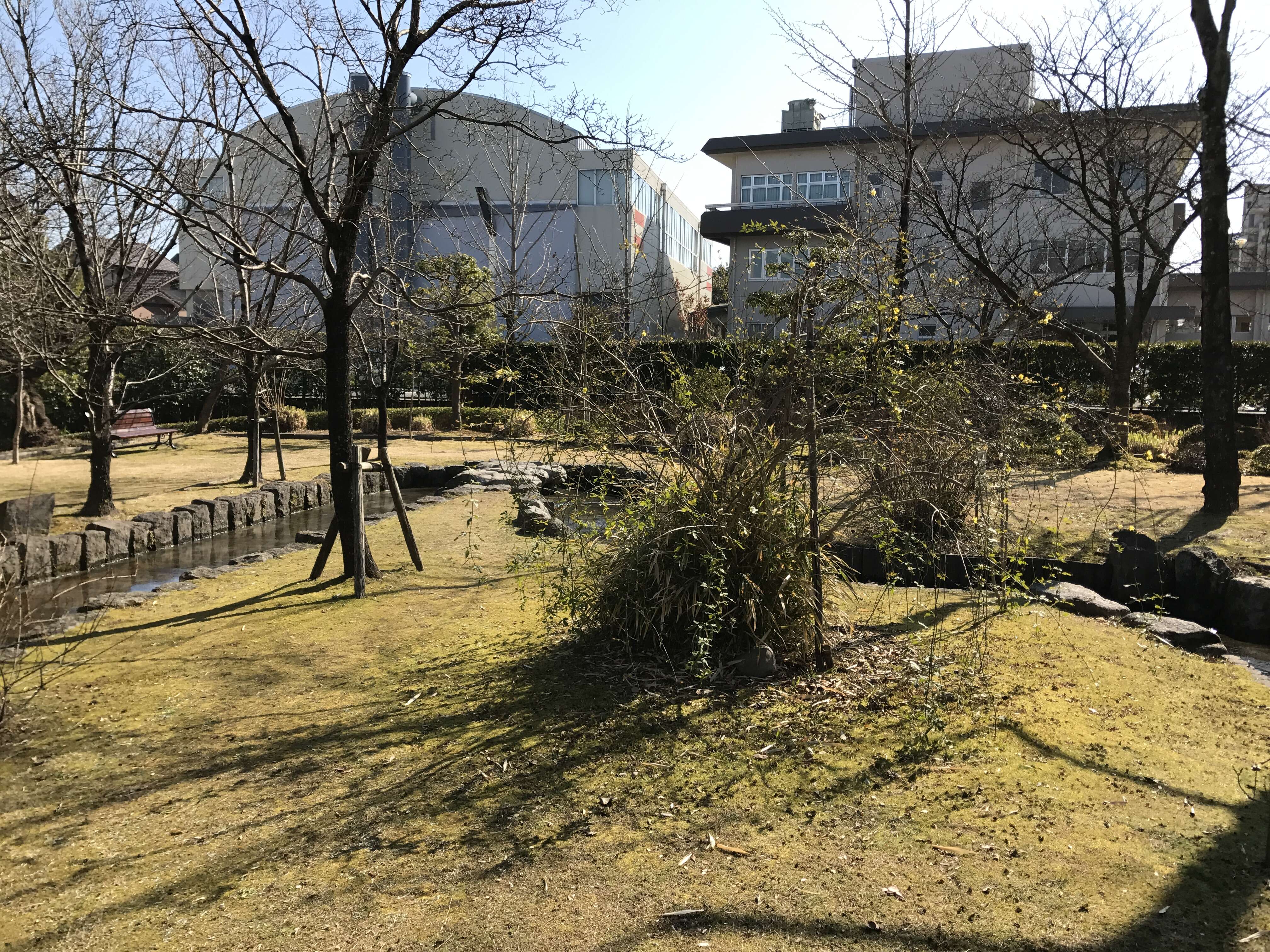 Image of weeping forsythia