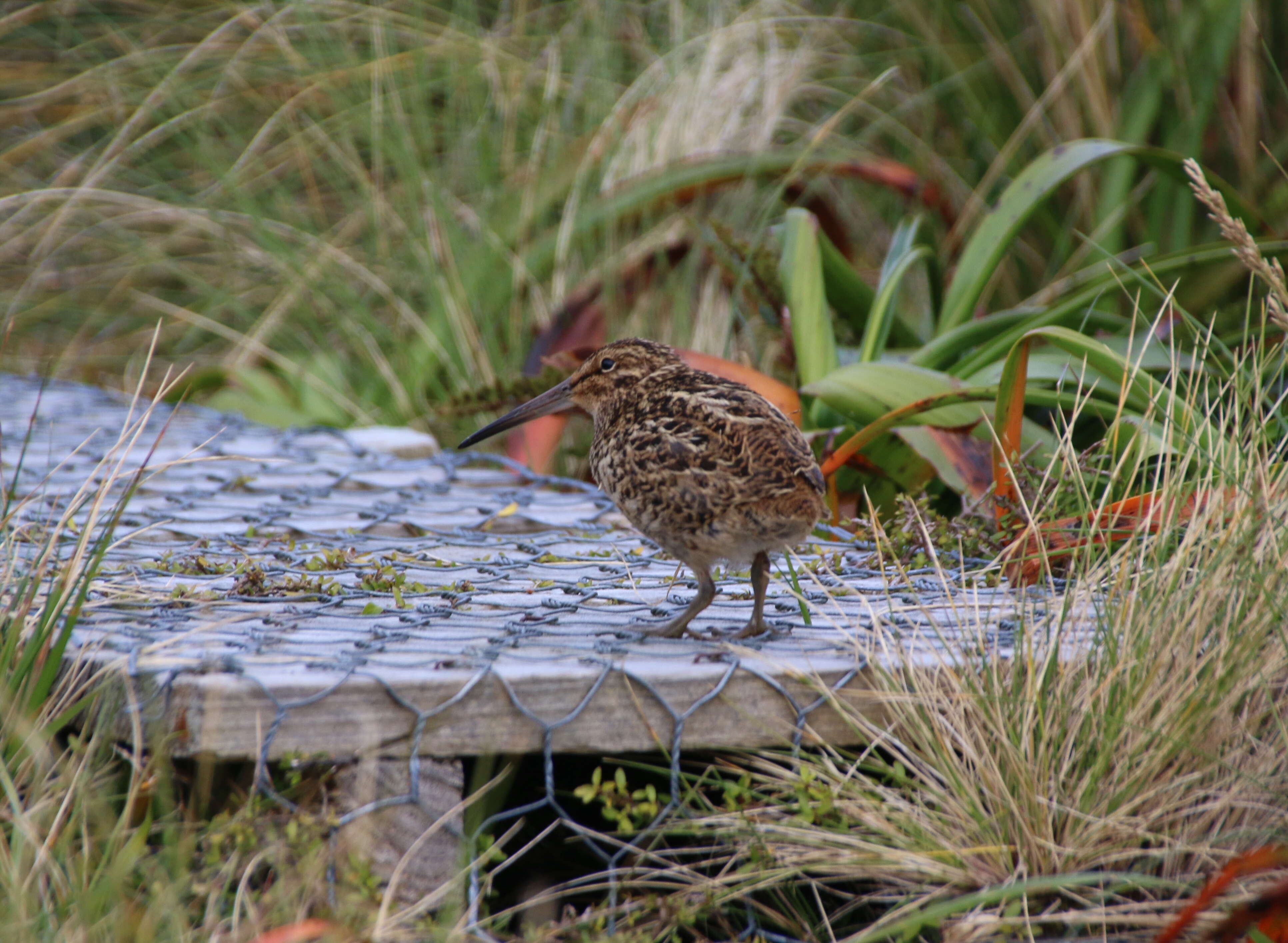 Image of Auckland Snipe