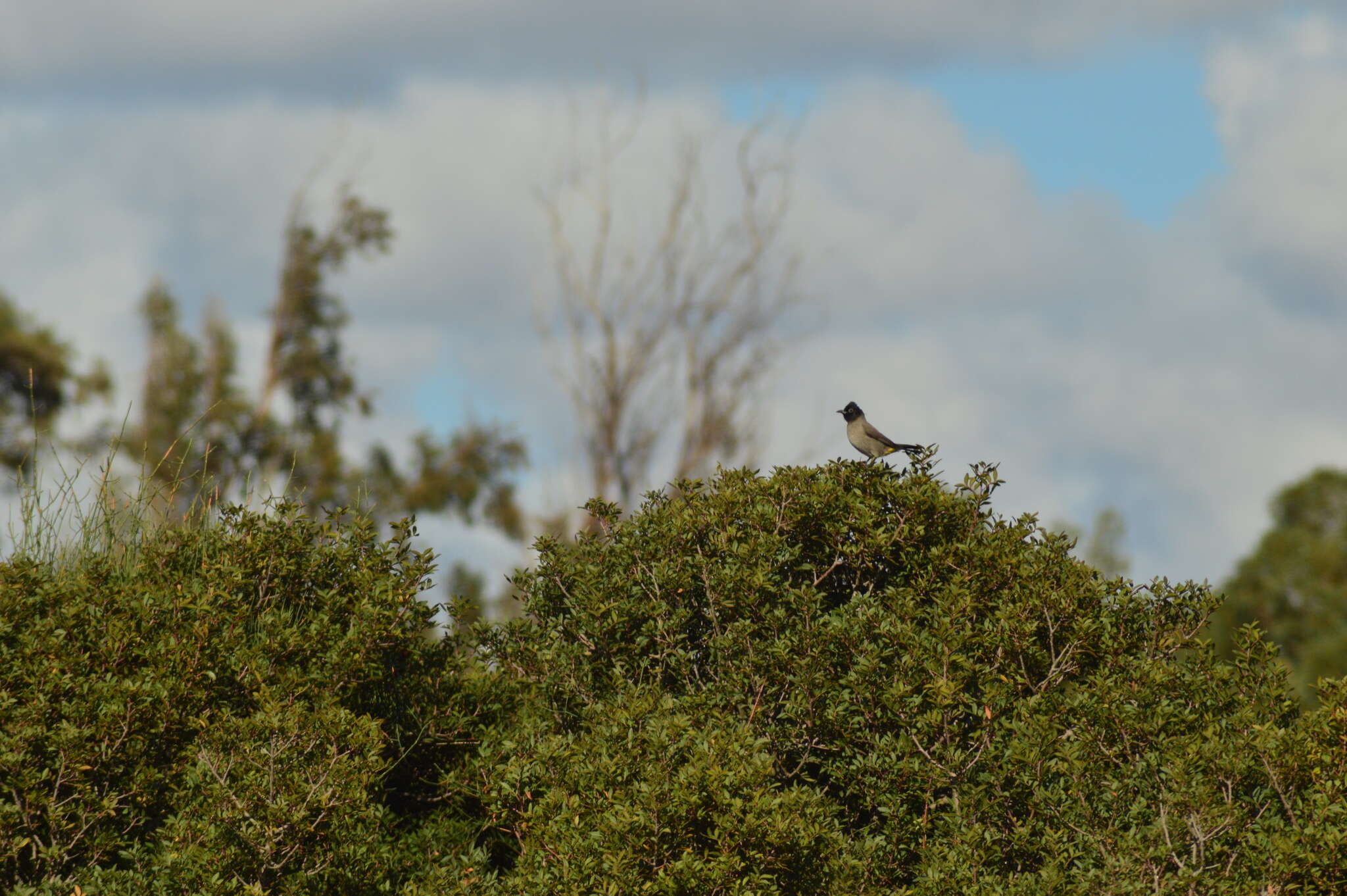 Image of White-eyed Bulbul