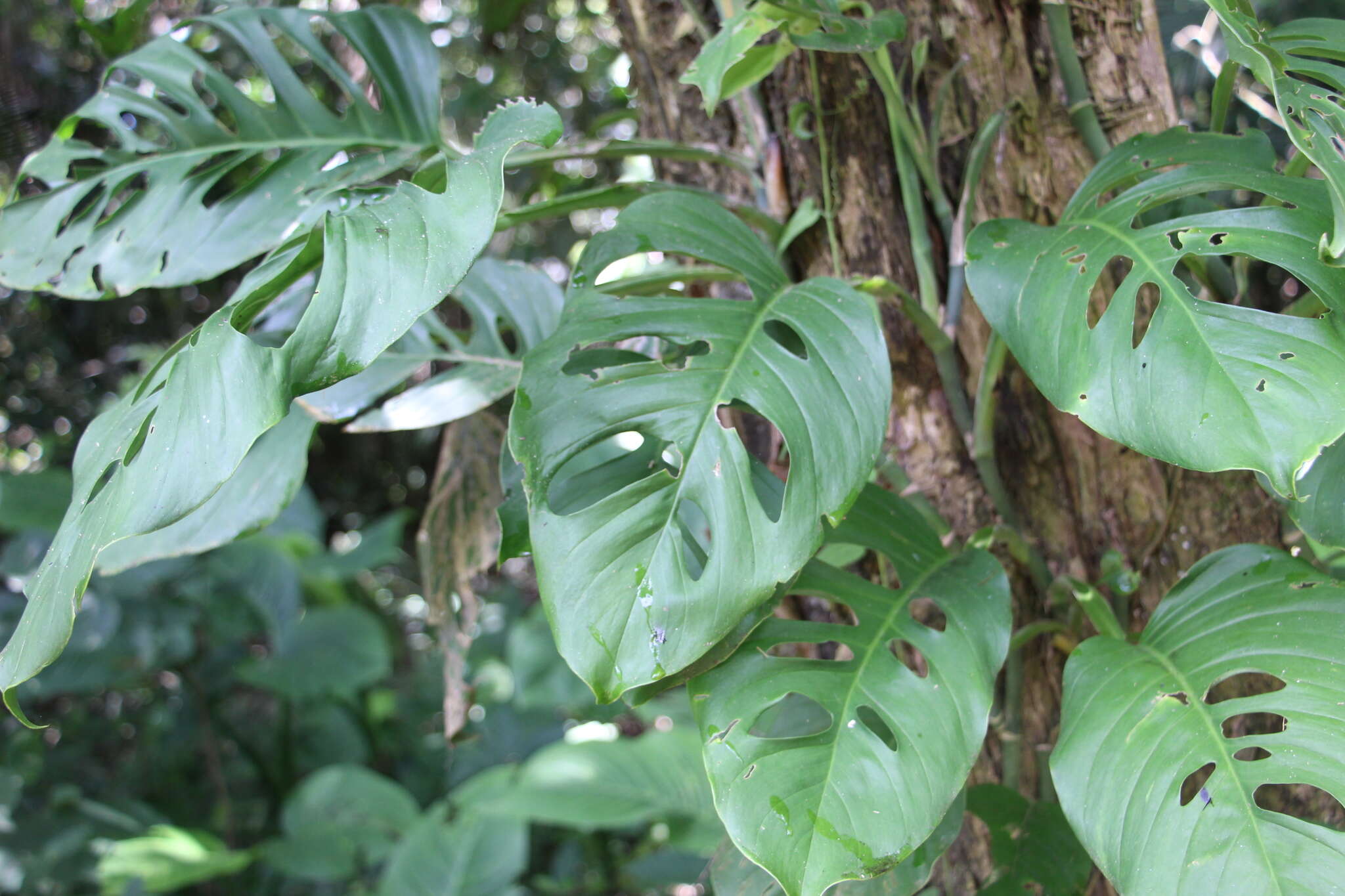 Monstera adansonii subsp. laniata (Schott) Mayo & I. M. Andrade resmi