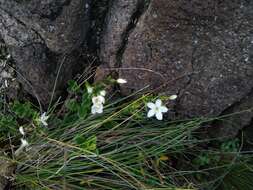 Image of Centaurium scilloides (L. fil.) Samp.