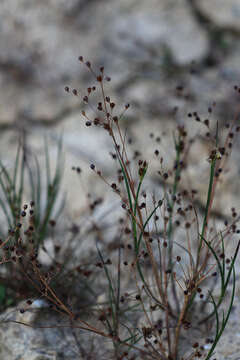 Image of sand rush