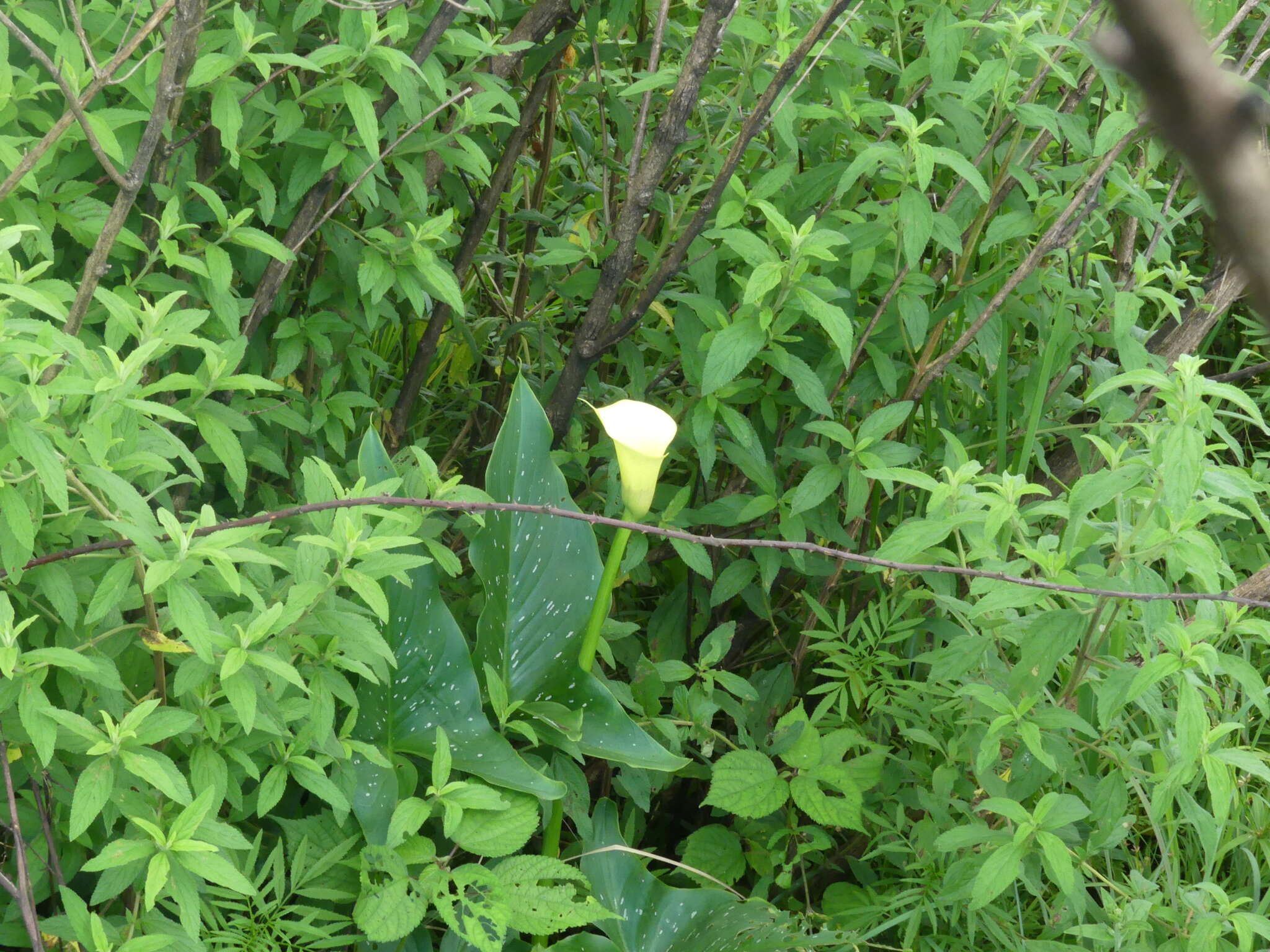 Image of spotted calla lily