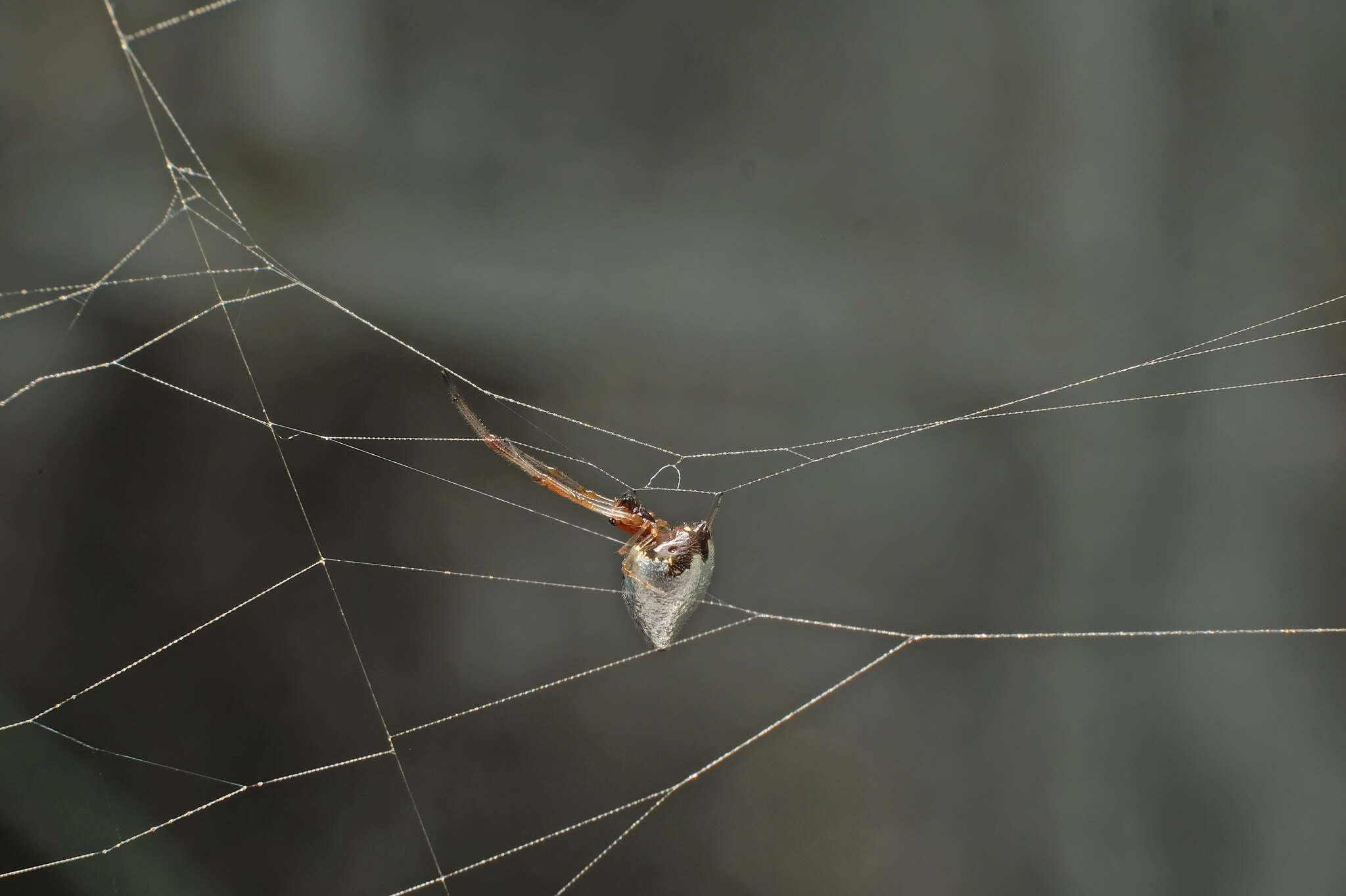 Image of Dewdrop spider