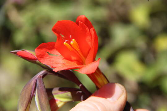 Image of Gladiolus watsonioides Baker