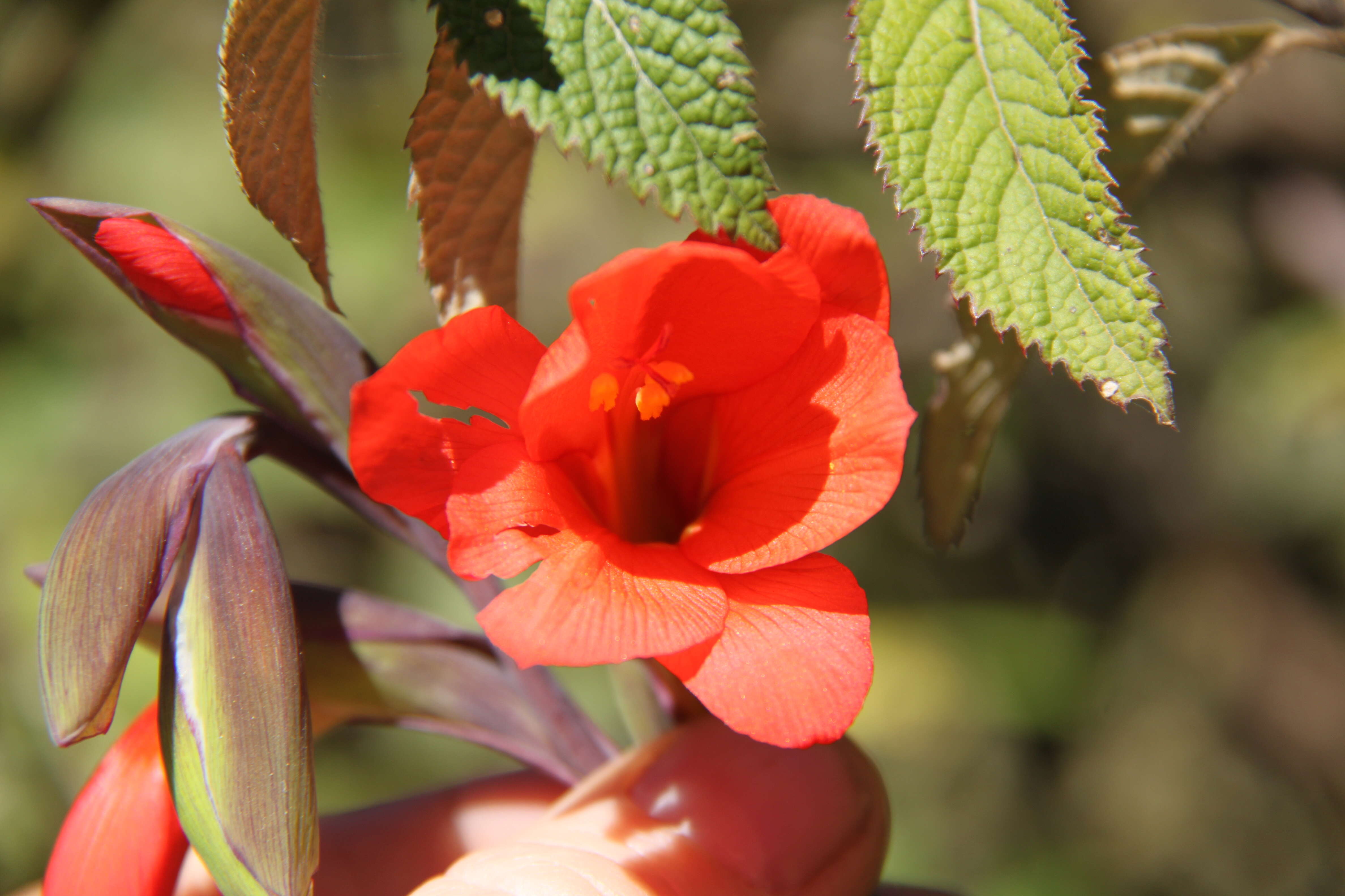 Imagem de Gladiolus watsonioides Baker