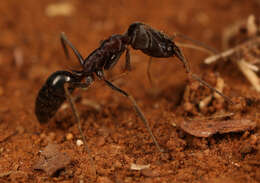 Image of Odontomachus troglodytes Santschi 1914