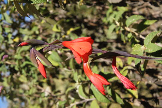 Image of Gladiolus watsonioides Baker