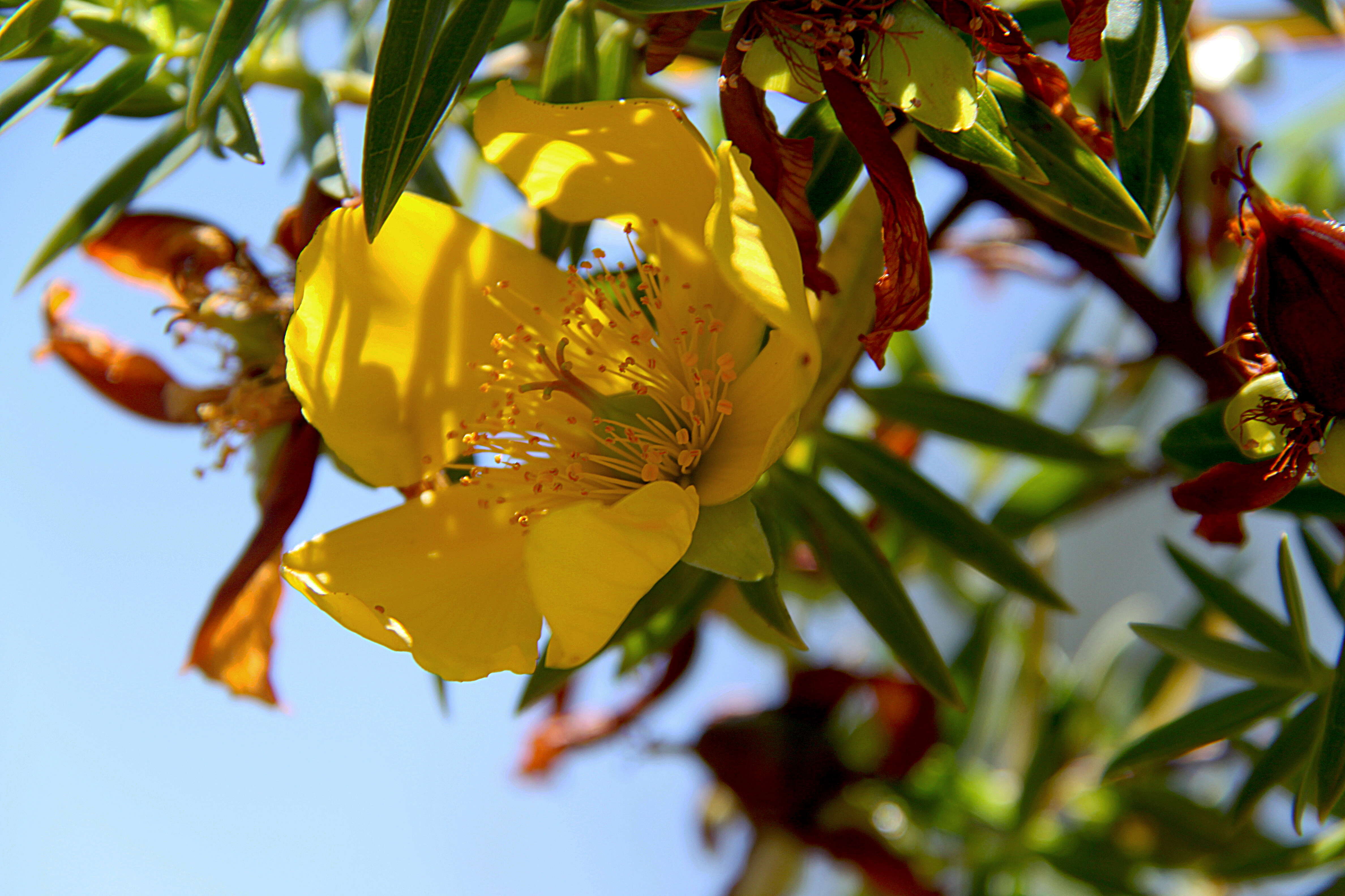 Image of Hypericum revolutum Vahl