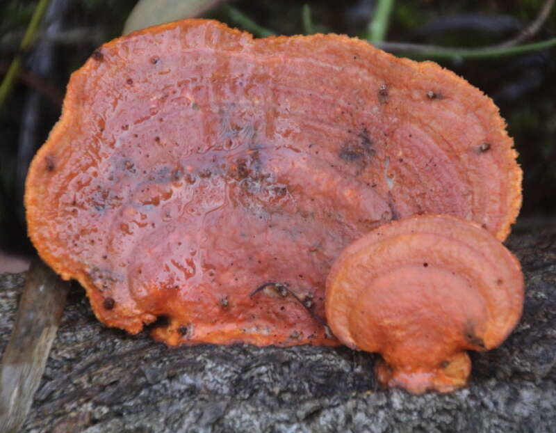 Imagem de Trametes coccinea (Fr.) Hai J. Li & S. H. He 2014