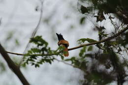 Image of Asian Paradise-Flycatcher