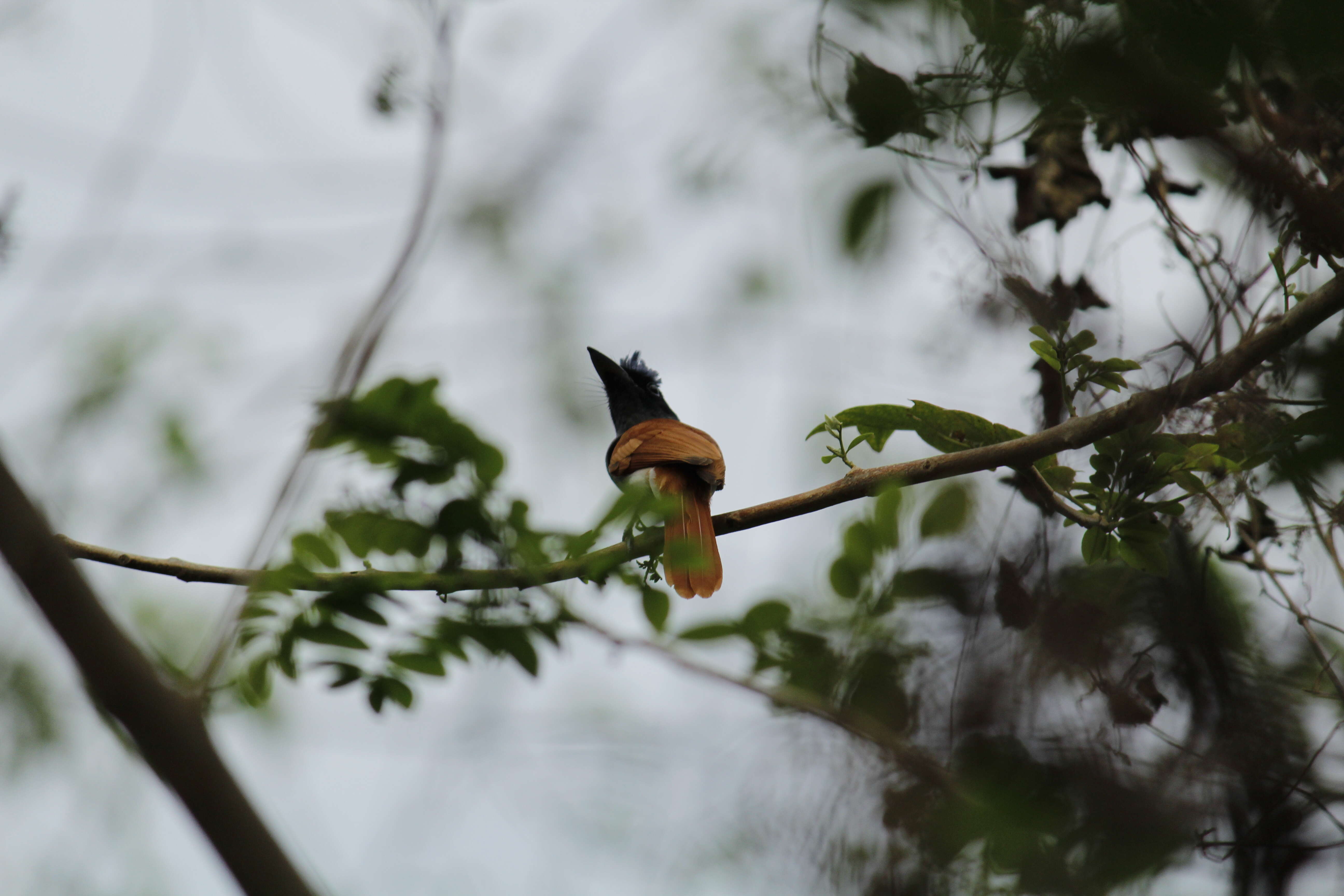 Image of Asian Paradise-Flycatcher