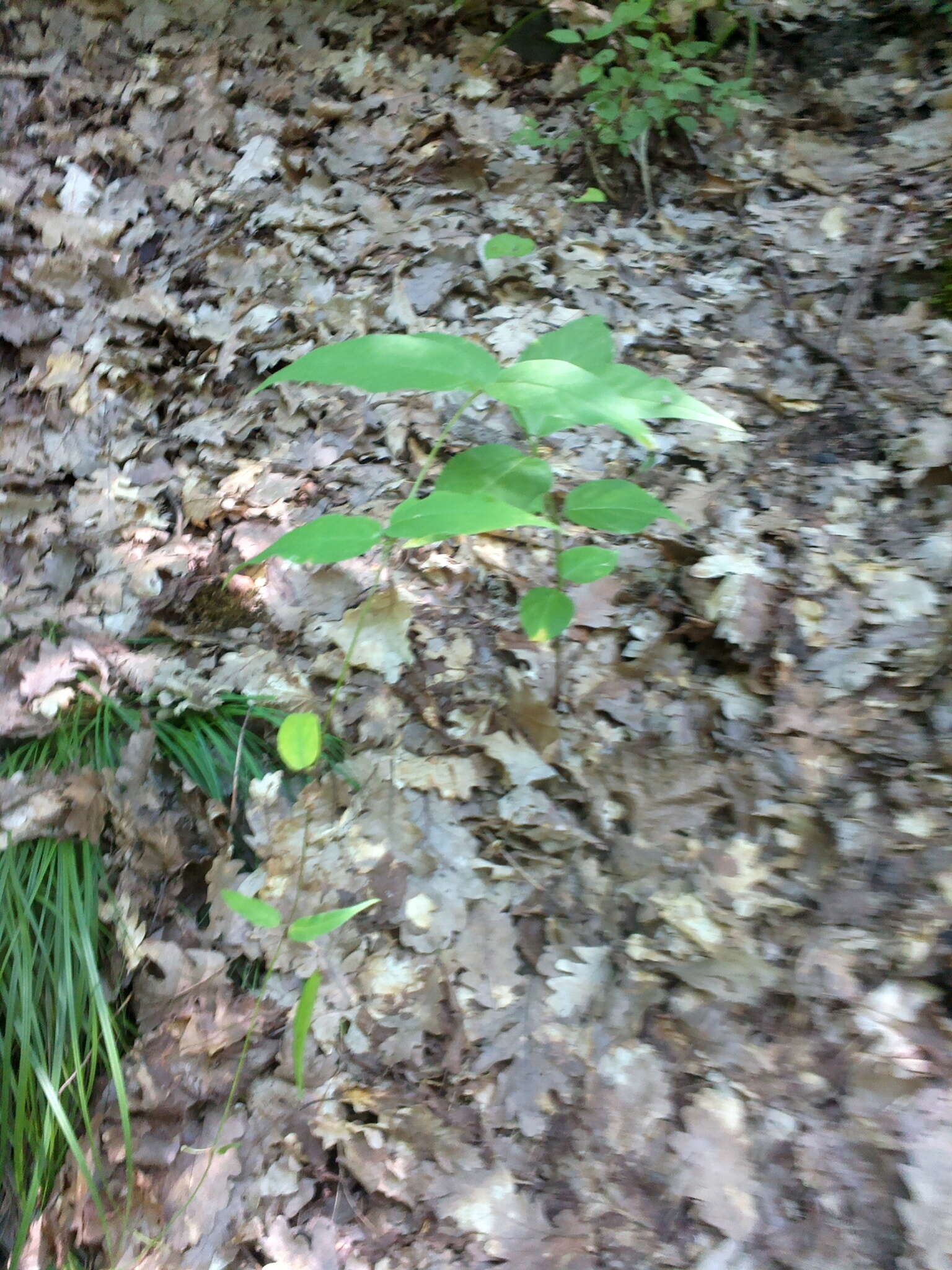 Image of Vincetoxicum scandens Sommier & Levier