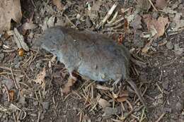 Image of greater white-toothed shrew, house shrew