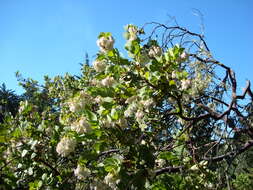 Image de Arctostaphylos refugioensis Gankin