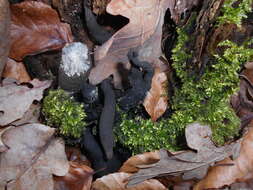 Imagem de Xylaria polymorpha (Pers.) Grev. 1824