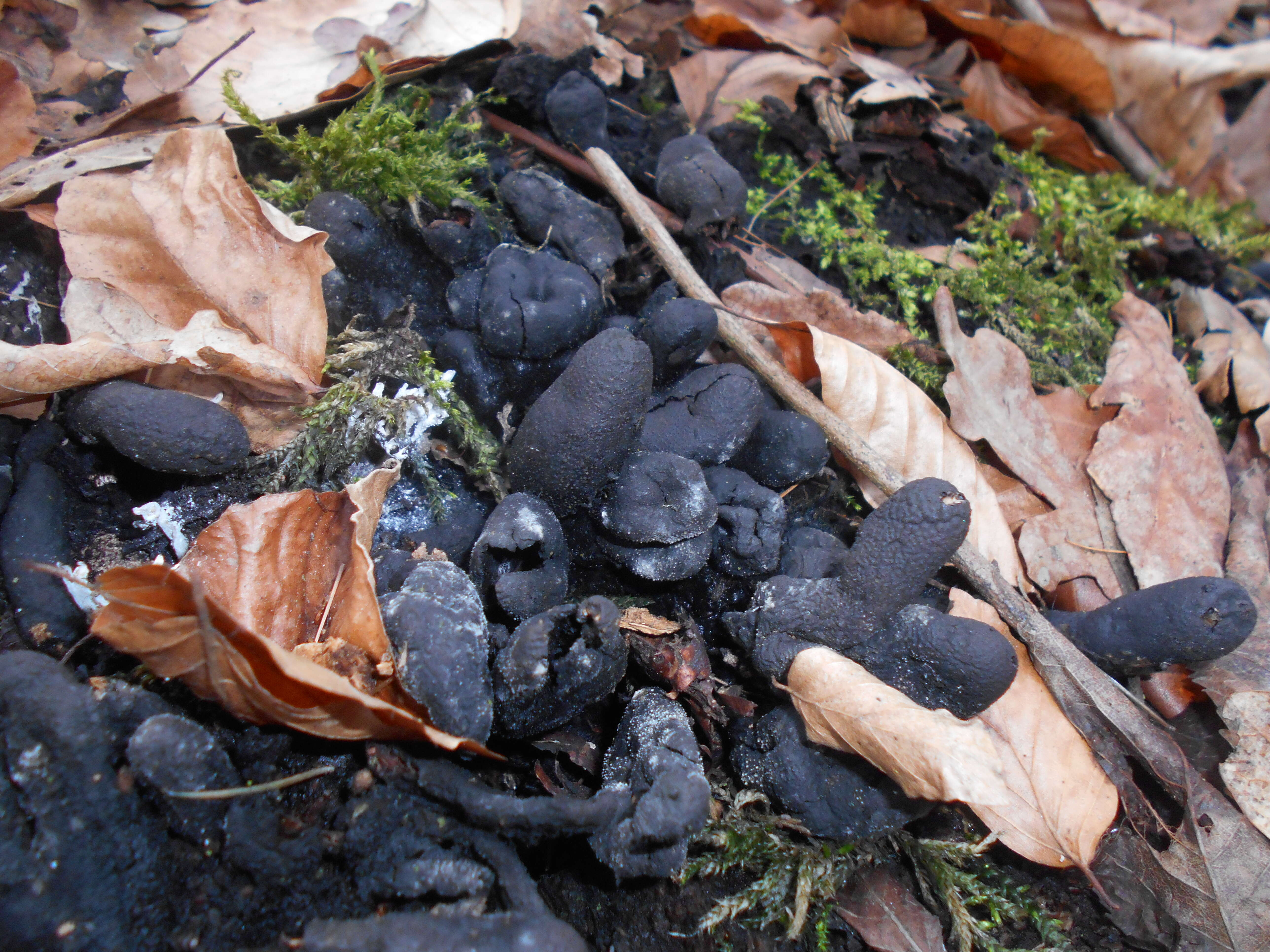 Imagem de Xylaria polymorpha (Pers.) Grev. 1824