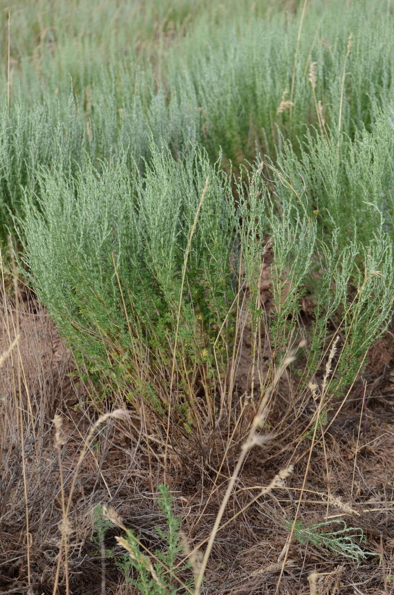 Imagem de Artemisia pauciflora