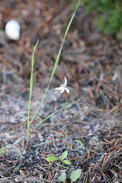 Image of Caladenia saccharata Rchb. fil.