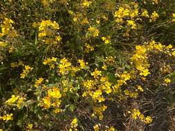 Image of Lescur's bladderpod