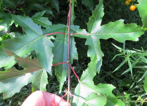 Image of Amur Maple