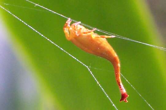 Image of Scorpion Tailed Spider