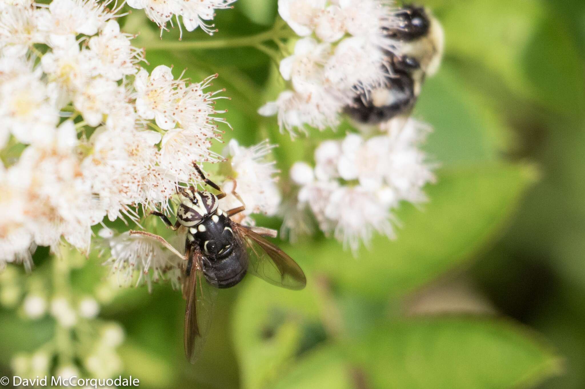 Image of Spilomyia fusca Loew 1864