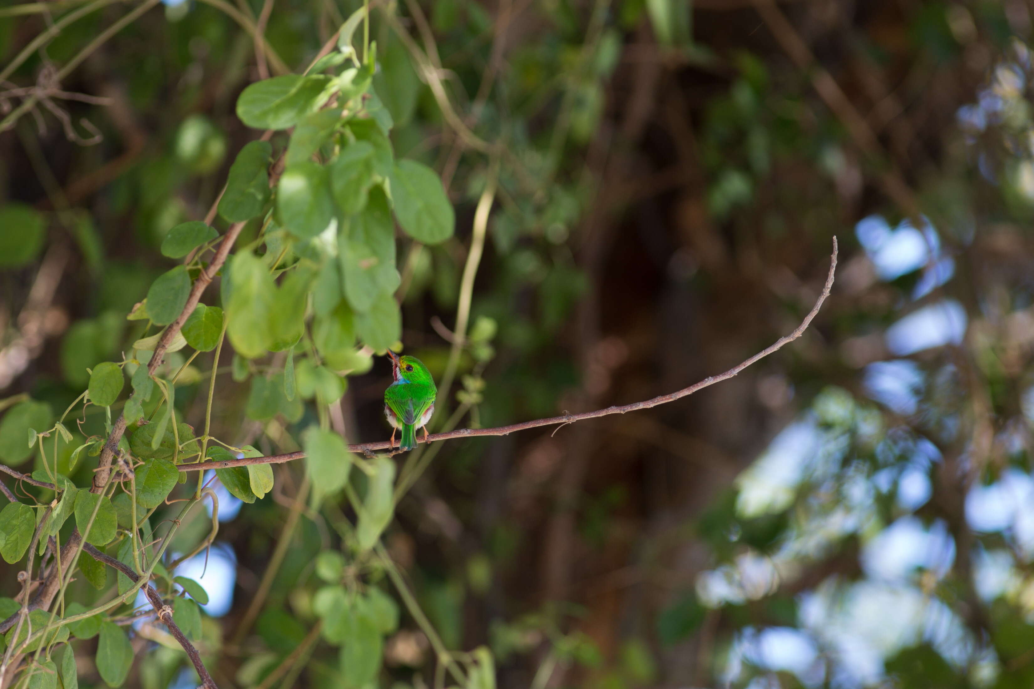 Imagem de Todus multicolor Gould 1837