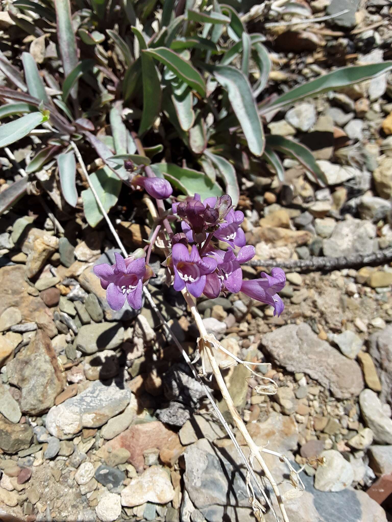 Image of Lone Pine beardtongue