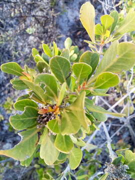 Image of Searsia lucida (L.) F. A. Barkley