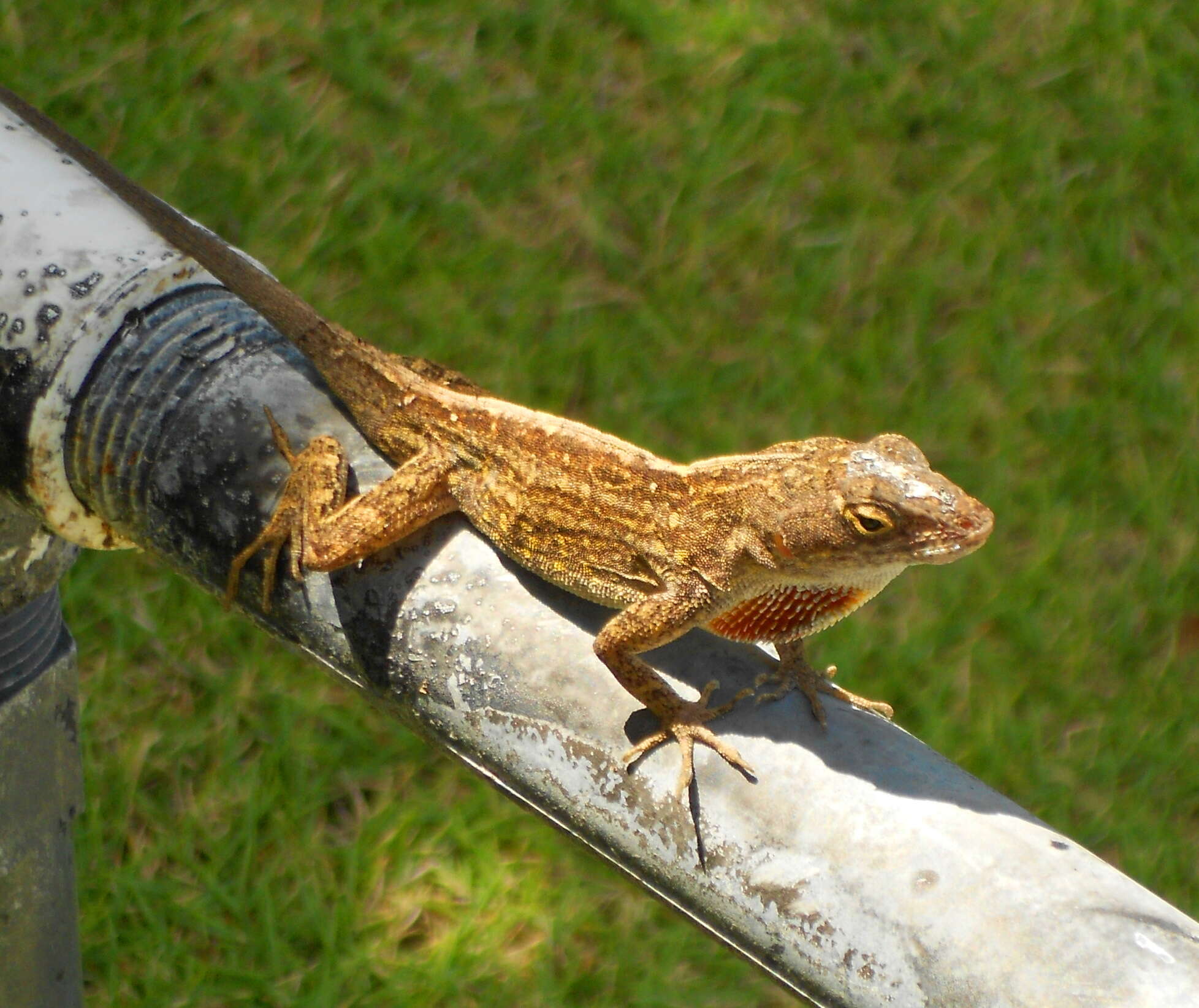 Image of Bahaman brown anole