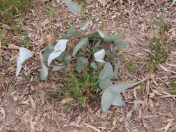 Image of Eucalyptus leucoxylon subsp. pruinosa (F. Müll. ex Miq.) D. J. Boland