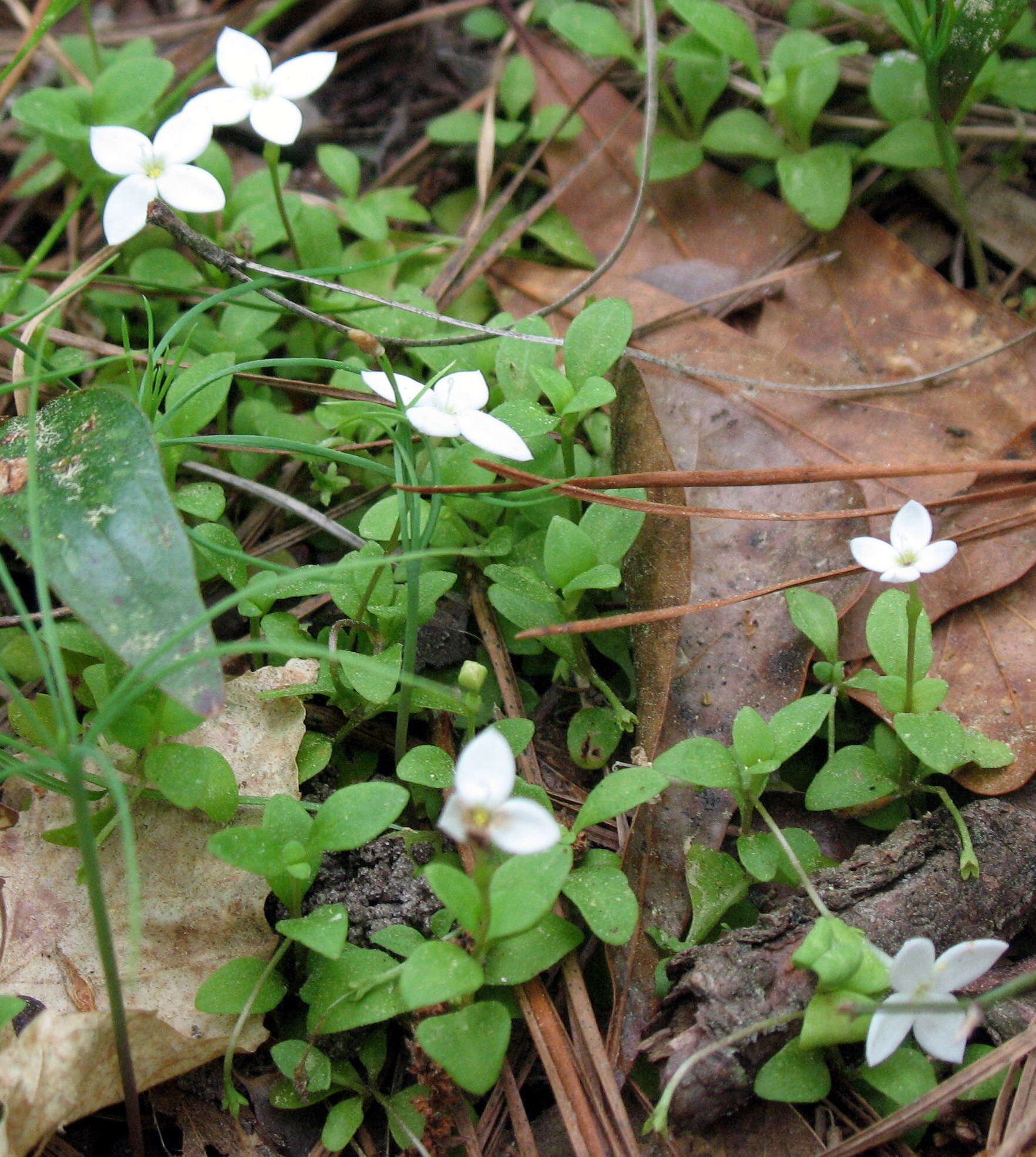 Image of roundleaf bluet