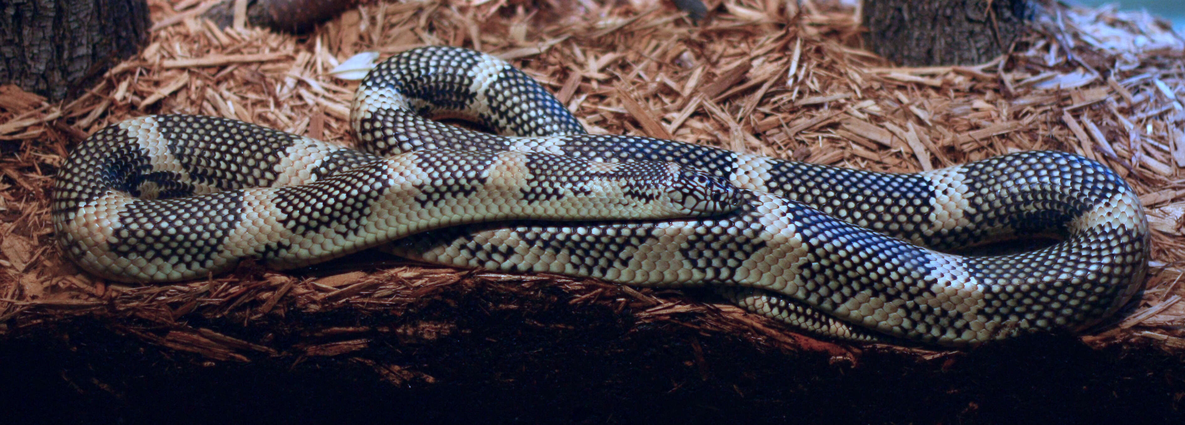 Слика од Lampropeltis getula (Linnaeus 1766)