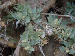 Image of Maximowicz's saltbush