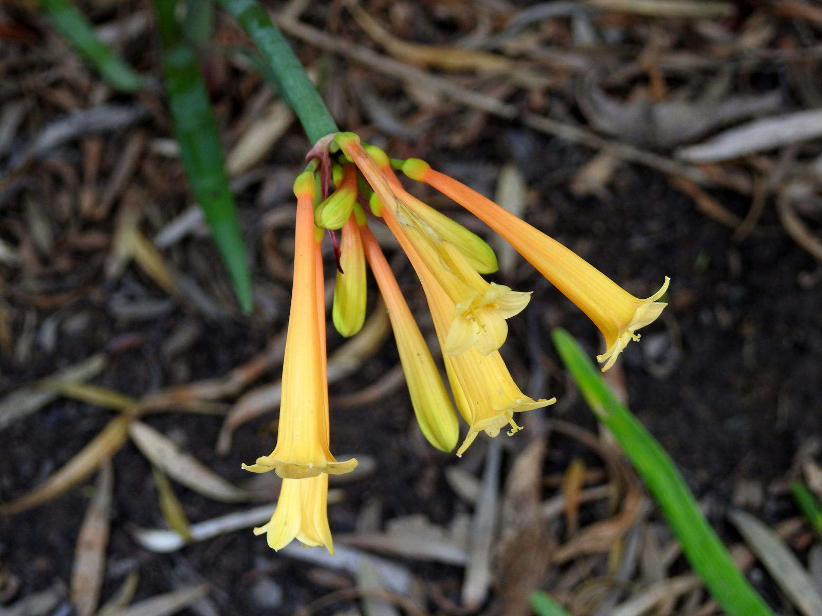 Image of Cyrtanthus mackenii var. cooperi (Baker) R. A. Dyer