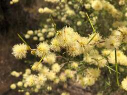 Image of broom honeymyrtle