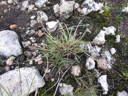 Plancia ëd Muhlenbergia depauperata Scribn.